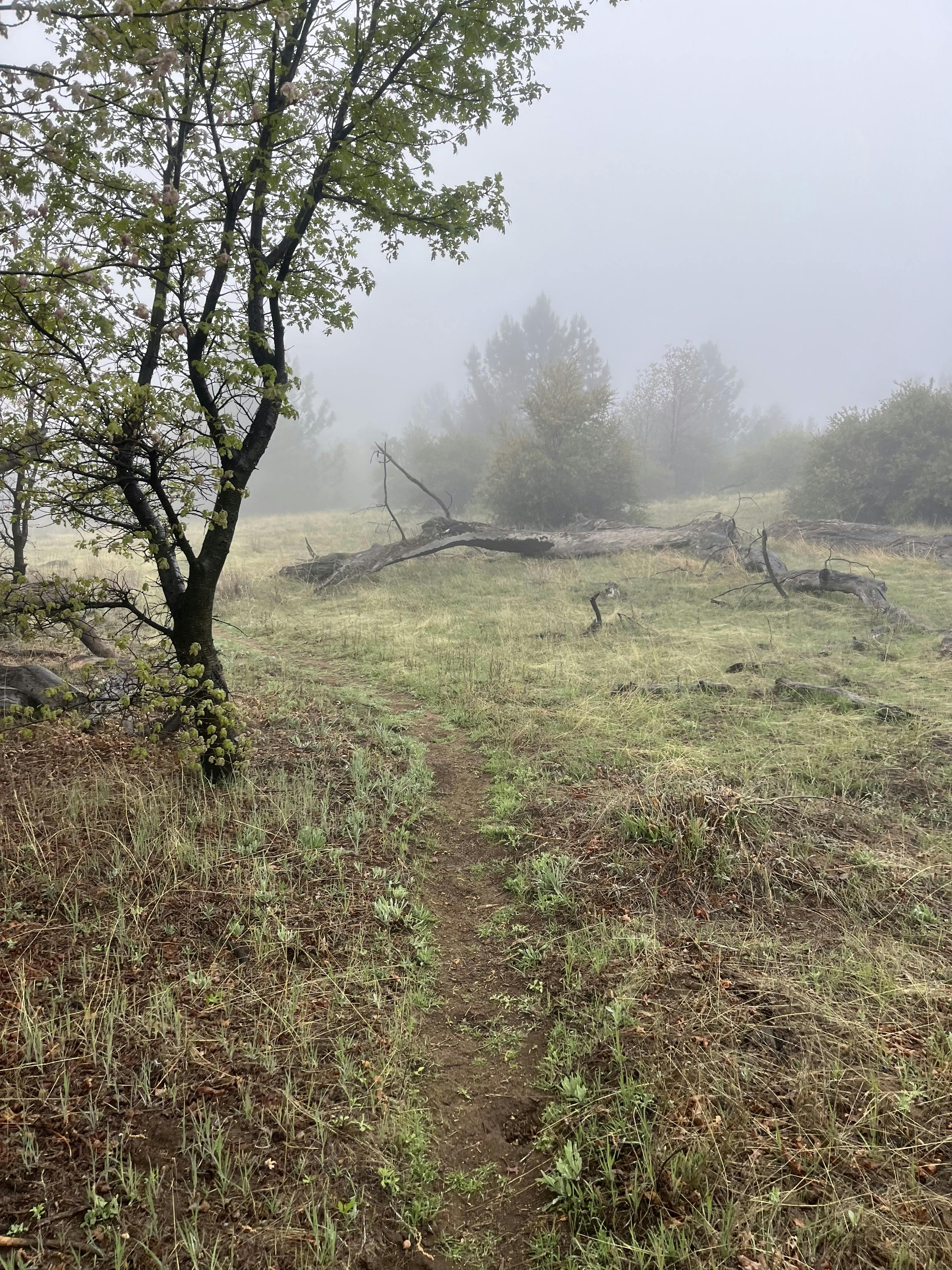 A misty field on a hike with Oboz Ambassador Aum