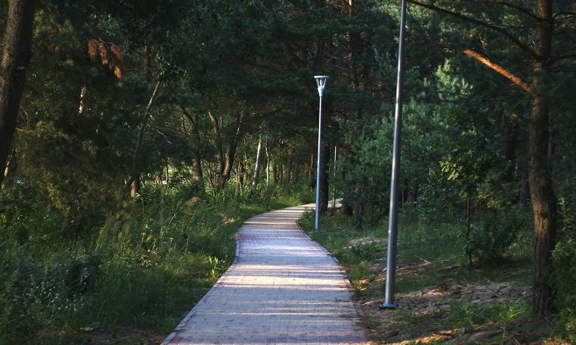 Beautiful trail through the forest