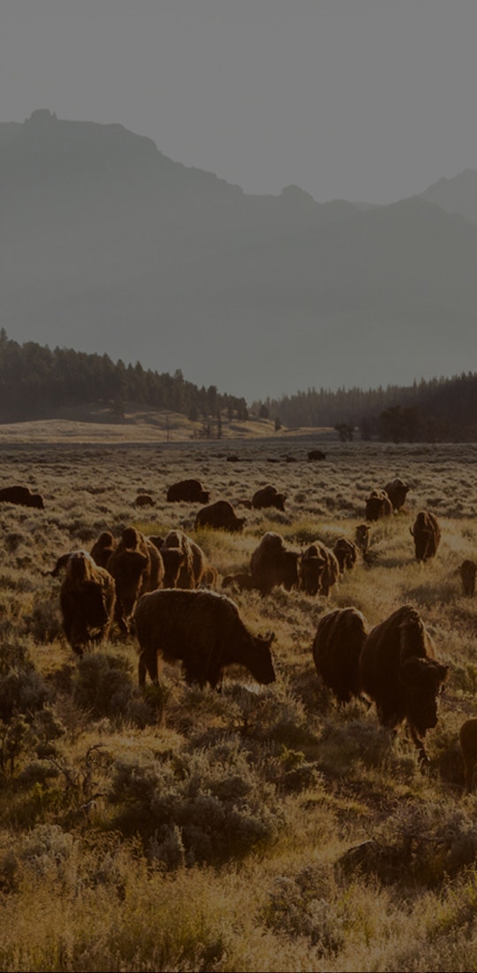 Bison grazing in a beautiful mountain pasture in Yellowstone National Park.