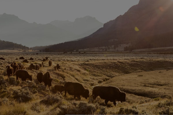 Bison grazing in a beautiful mountain pasture in Yellowstone National Park.