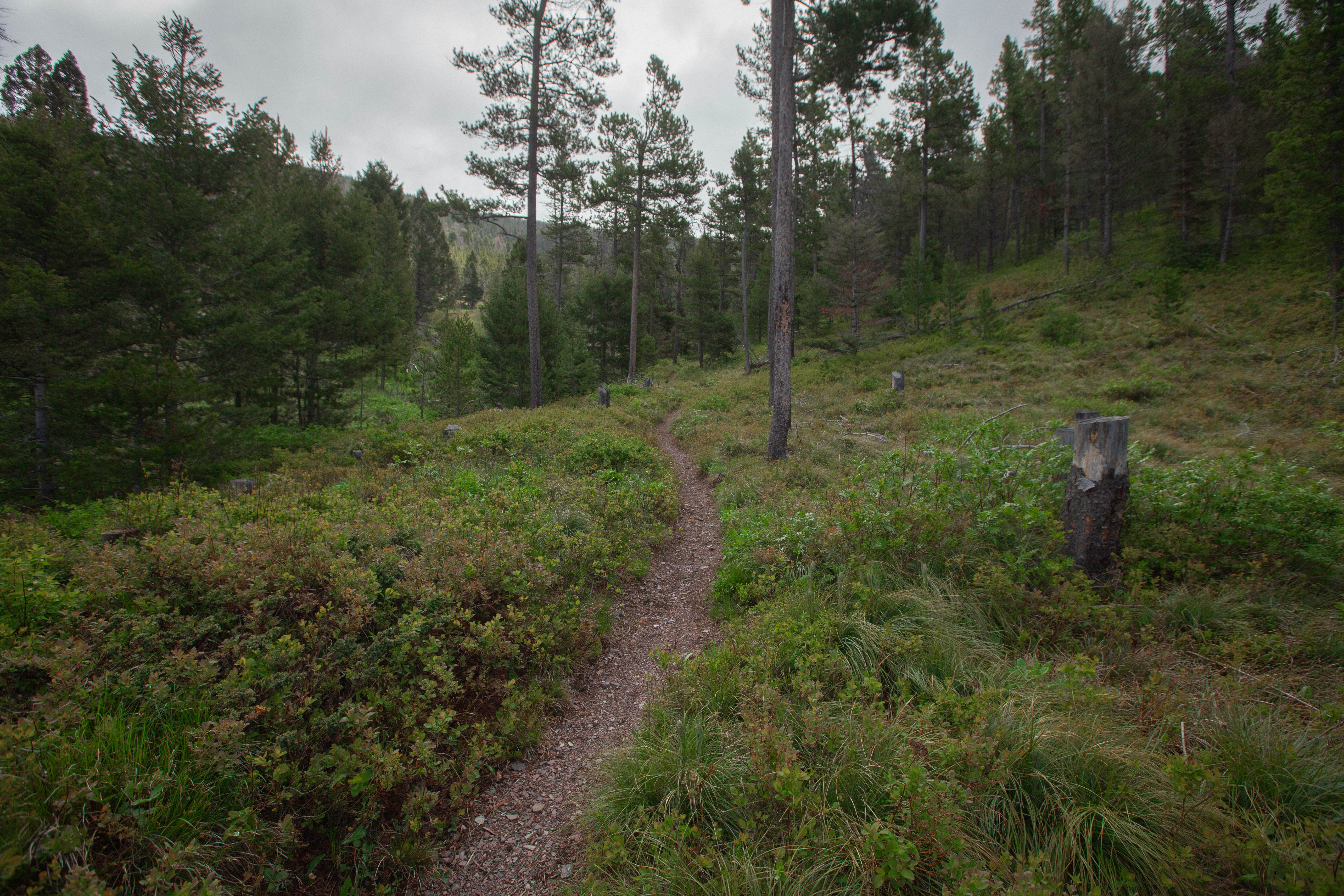 A recently refinished trail on the CDT.