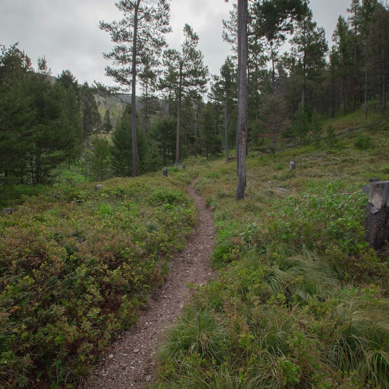 A recently refinished trail on the CDT.