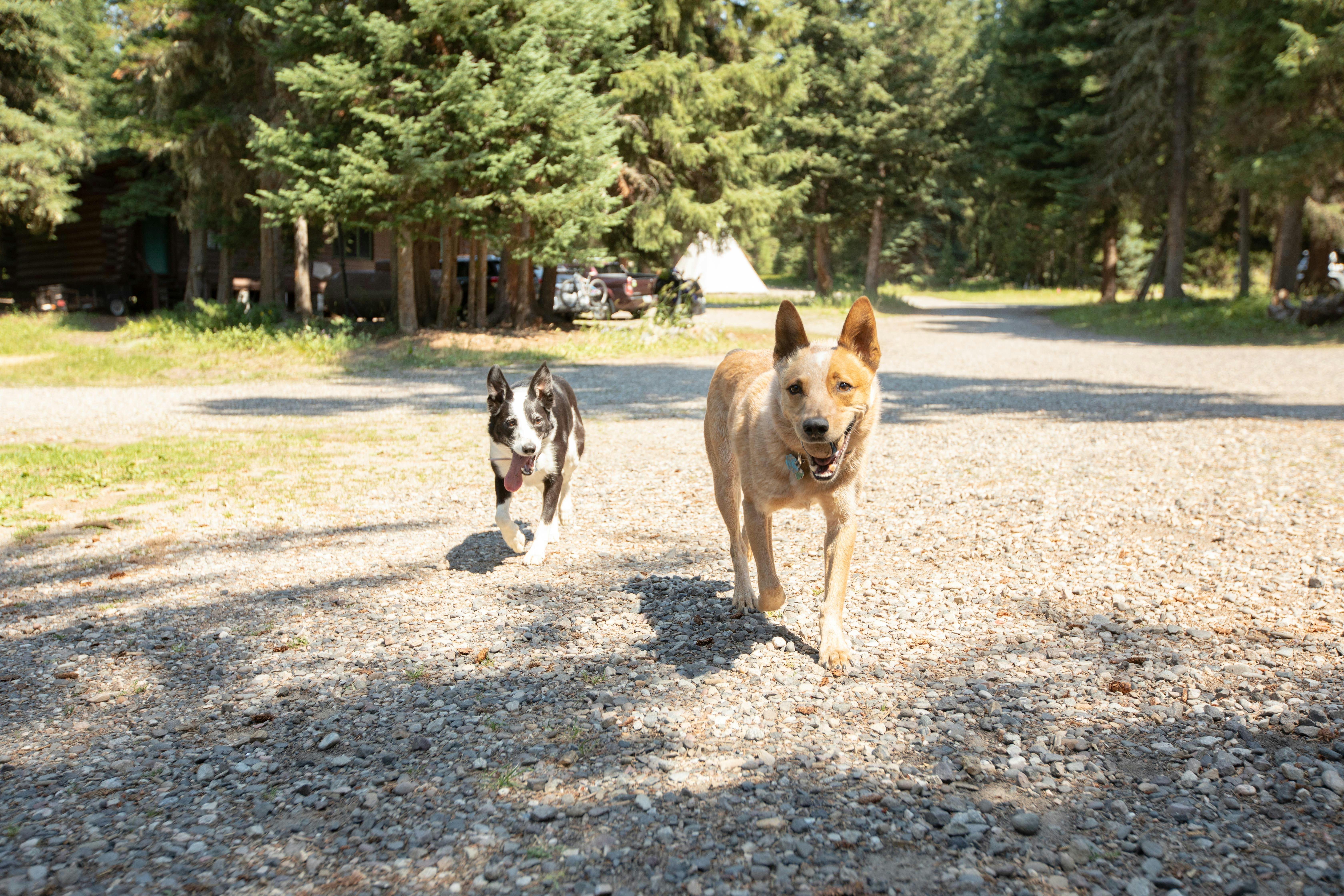 Two happy dogs running around a campground during the summertime